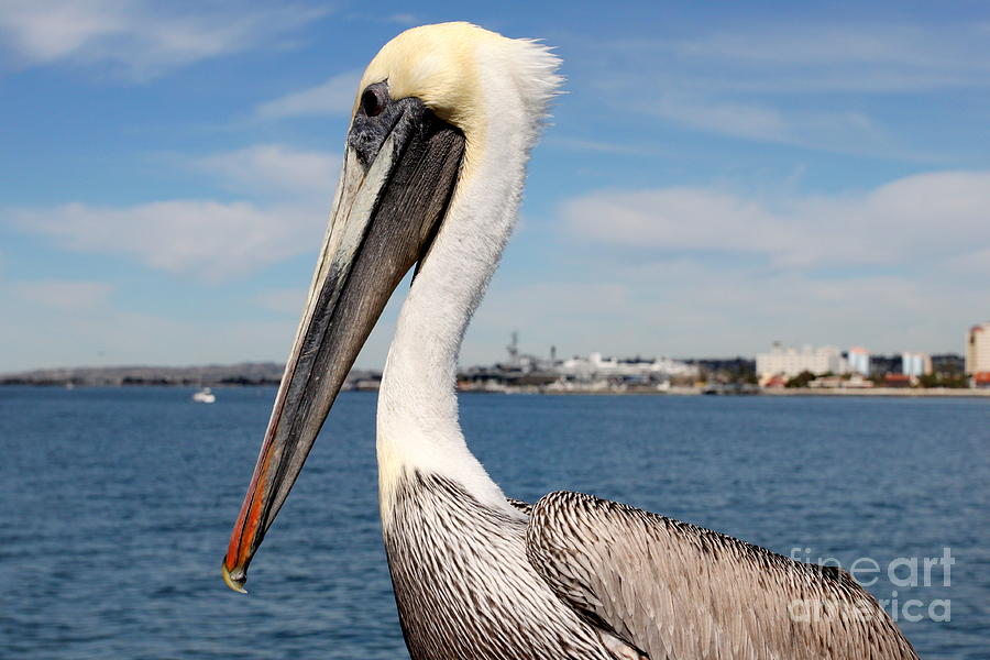 San Diego Pelican #2 Photograph by Henrik Lehnerer