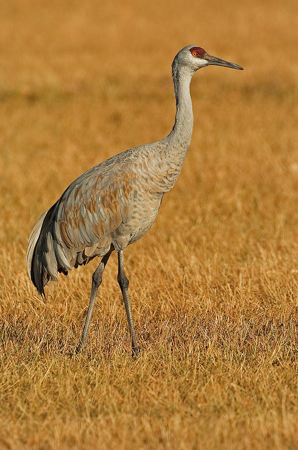 Sandhill Crane, Bosque del Apache, New Mexico Photograph by Tom Zeman