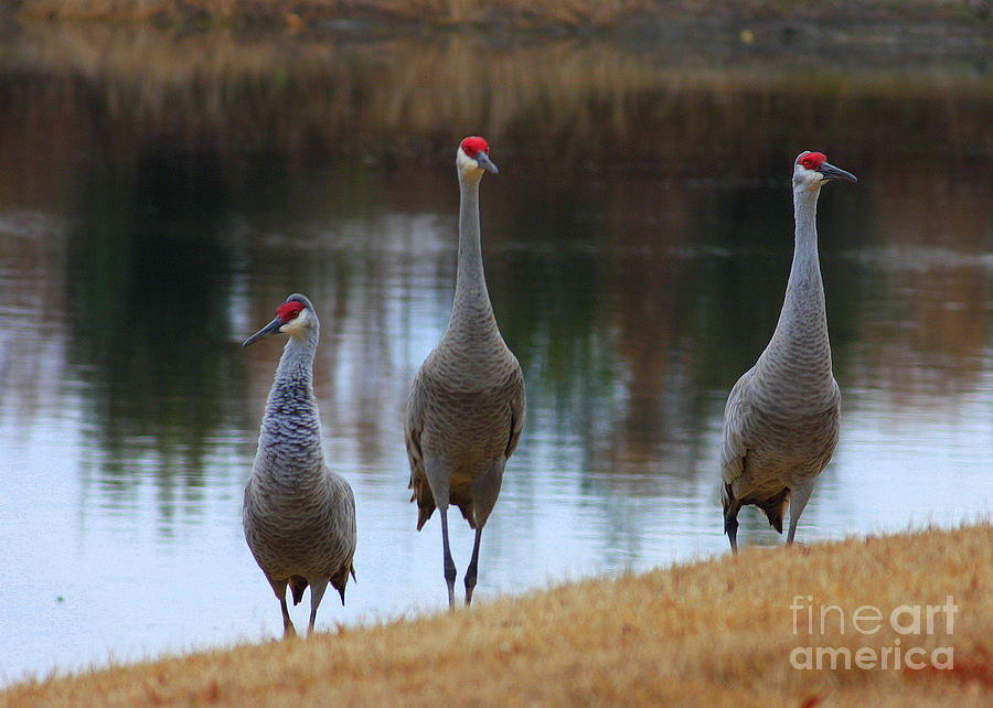 Sandhill Crane Family by Pond #2 Photograph by Carol Groenen