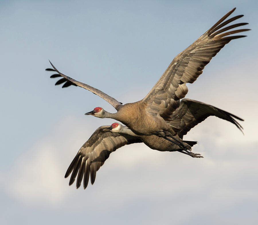 Sandhill Crane Pair Photograph by Dee Carpenter