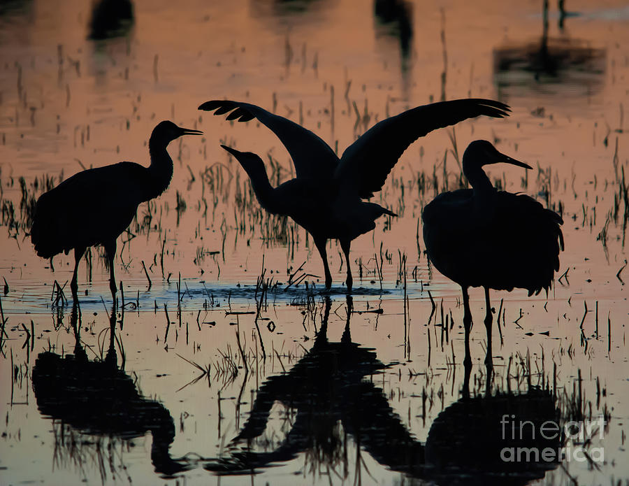 Sandhill Cranes at Sunset  #2 Photograph by John Greco