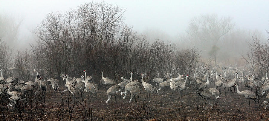 Sandhill Cranes and the Fog Photograph by Farol Tomson