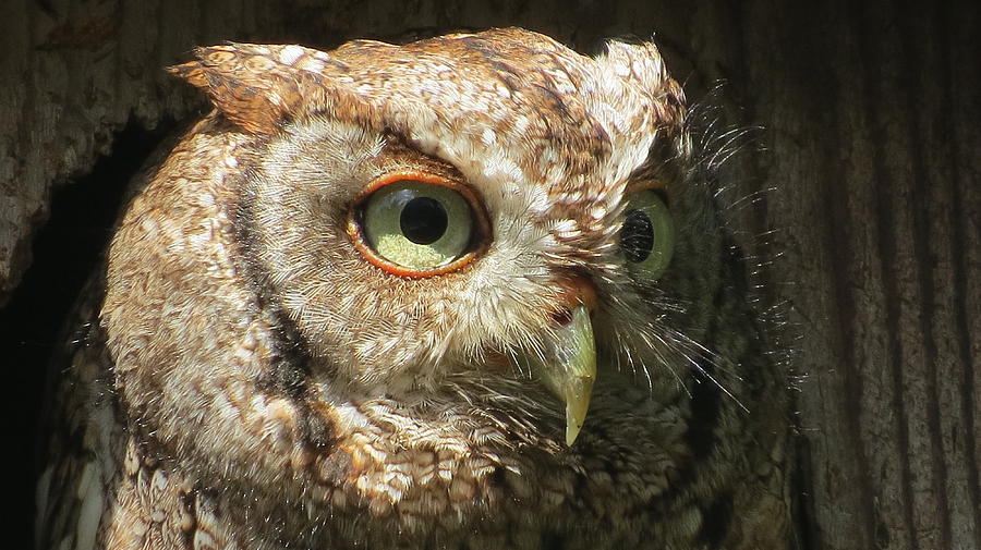 Sanibel Screech Owl #2 Photograph by Melinda Saminski