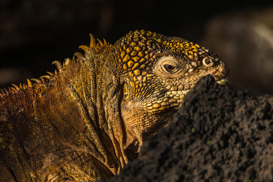 Santa Cruz Land Iguana #2 Photograph by Harry Strharsky