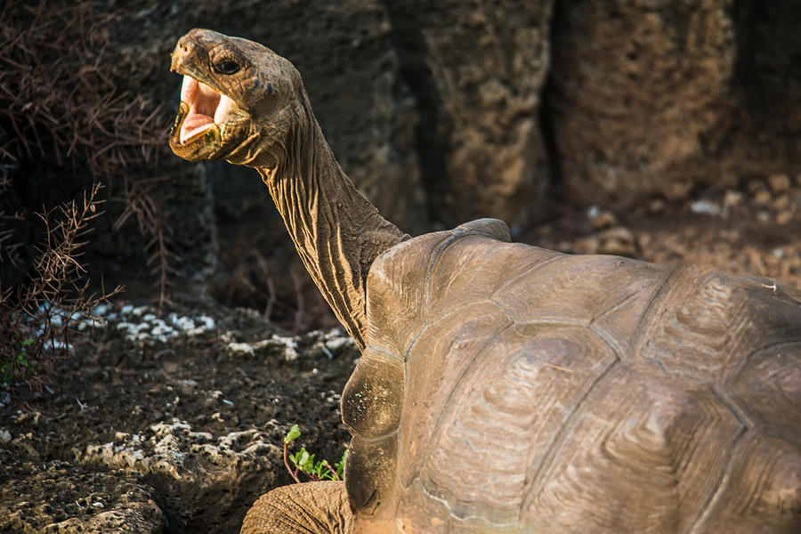 Santa Cruz Tortoise #2 Photograph by Harry Strharsky