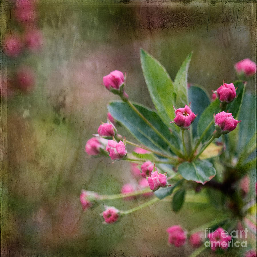 Sargent Crabapple Buds #2 Photograph by Ann Jacobson
