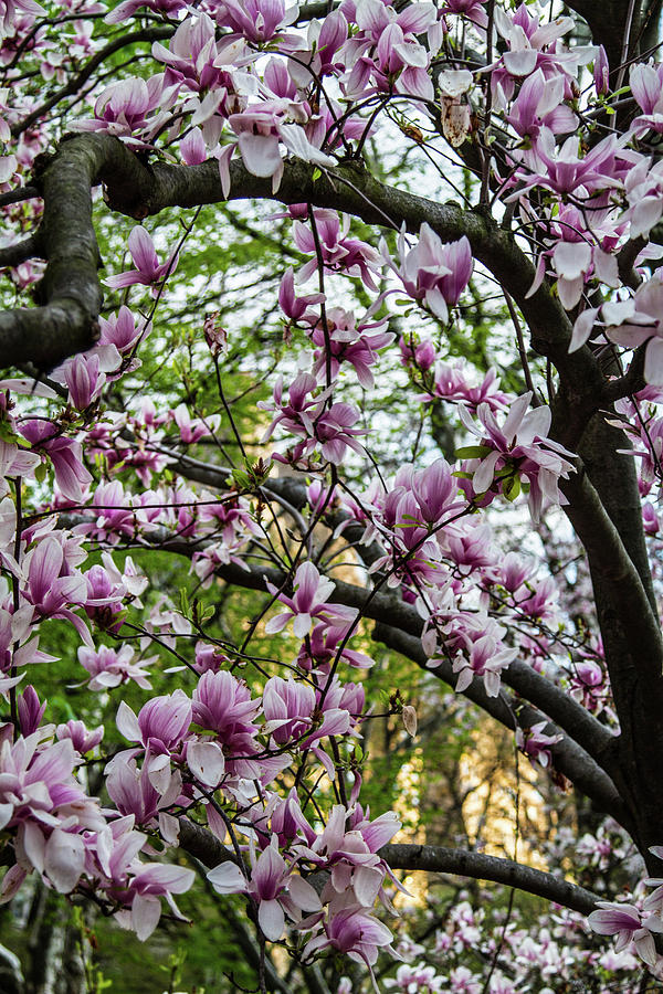 Saucer Magnolias In Central Park Photograph