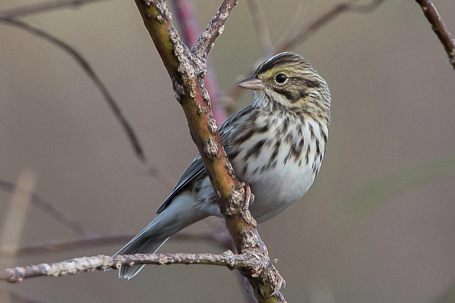 Savannah Sparrow #2 Photograph by Ronnie Maum