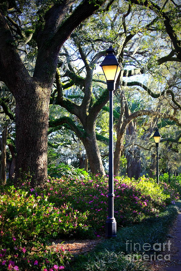 Savannah Spring Perspective Photograph