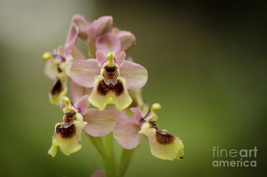 Sawfly orchid, Ophrys tenthredinifera #2 Photograph by Perry Van Munster