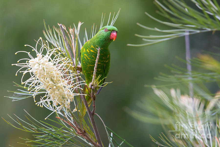 Parrot Photograph - Scaly-breasted Lorikeet #2 by B.G. Thomson