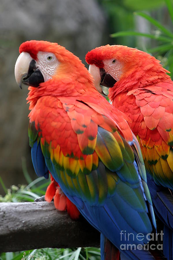Scarlet Macaw #2 Photograph by Henrik Lehnerer