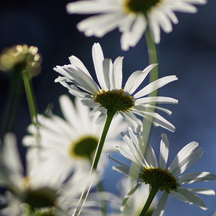 Scentless Mayweed Photograph