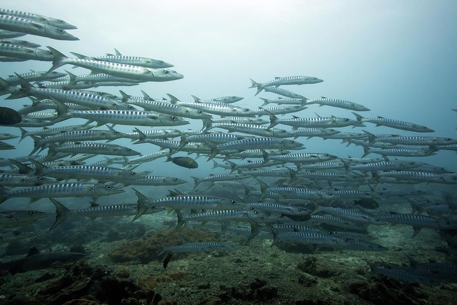 Fish Photograph - School of barracudas underwater #2 by MotHaiBaPhoto Prints