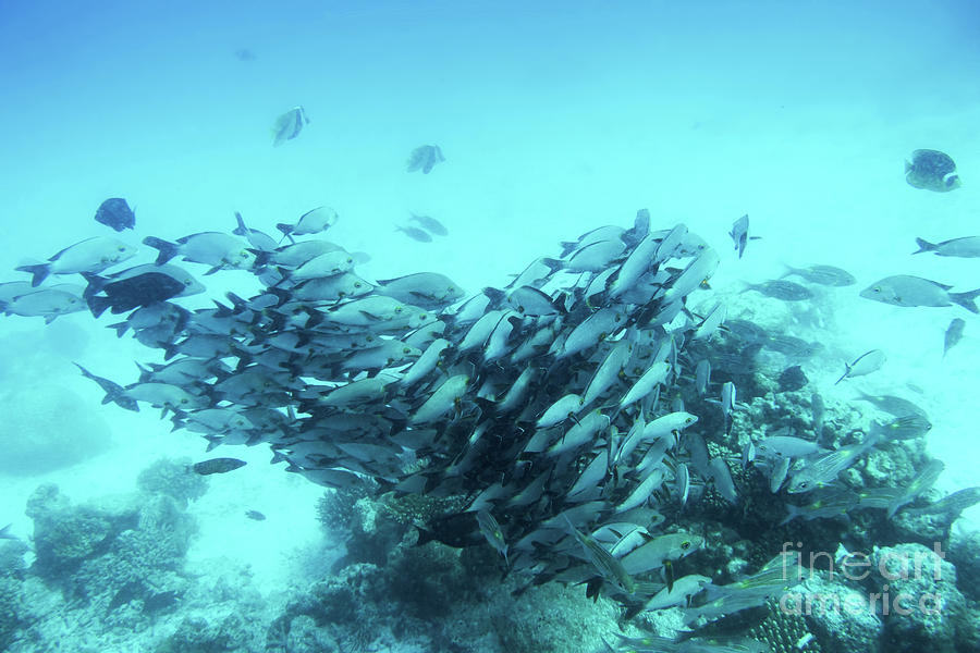 School of fish fish in Indian Ocean, Maldives. #2 Photograph by Michal Bednarek