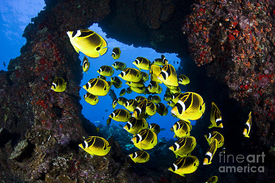 Schooling Butterflyfish #2 Photograph by Dave Fleetham - Printscapes