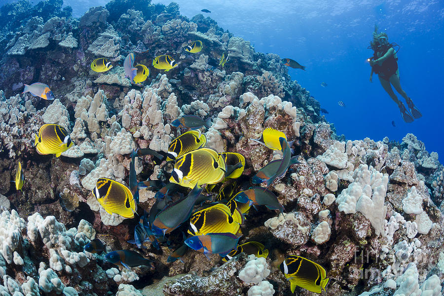 Schooling Raccoon Butterflyfish #2 Photograph by Dave Fleetham