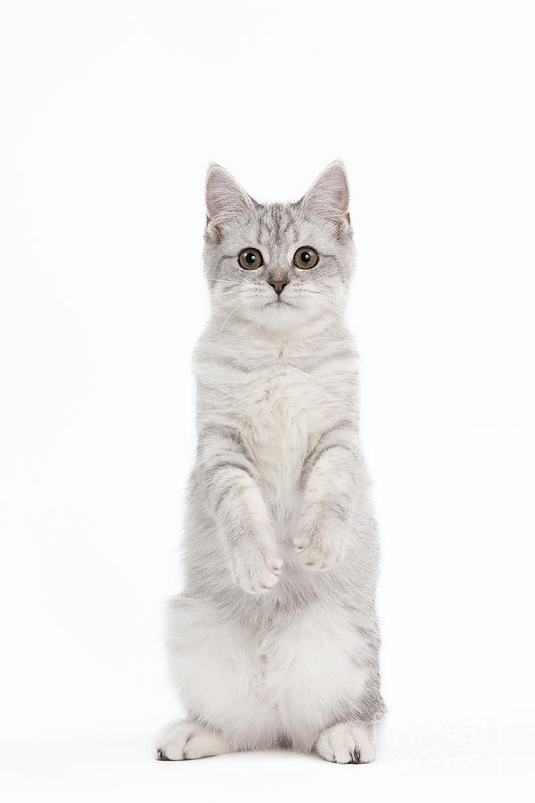Scottish Fold Cat #2 Photograph by Jean-Michel Labat