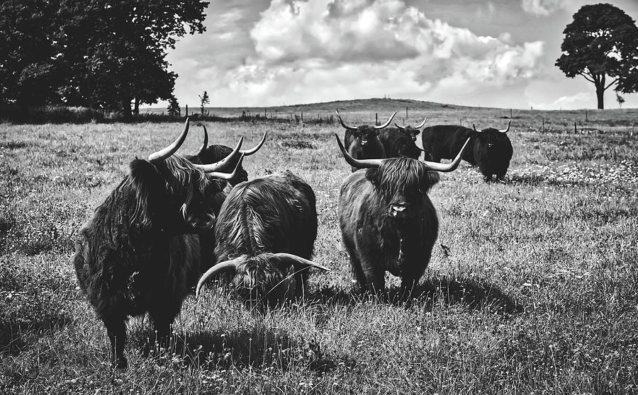 Scottish Highland Cattle #2 Photograph by Mountain Dreams