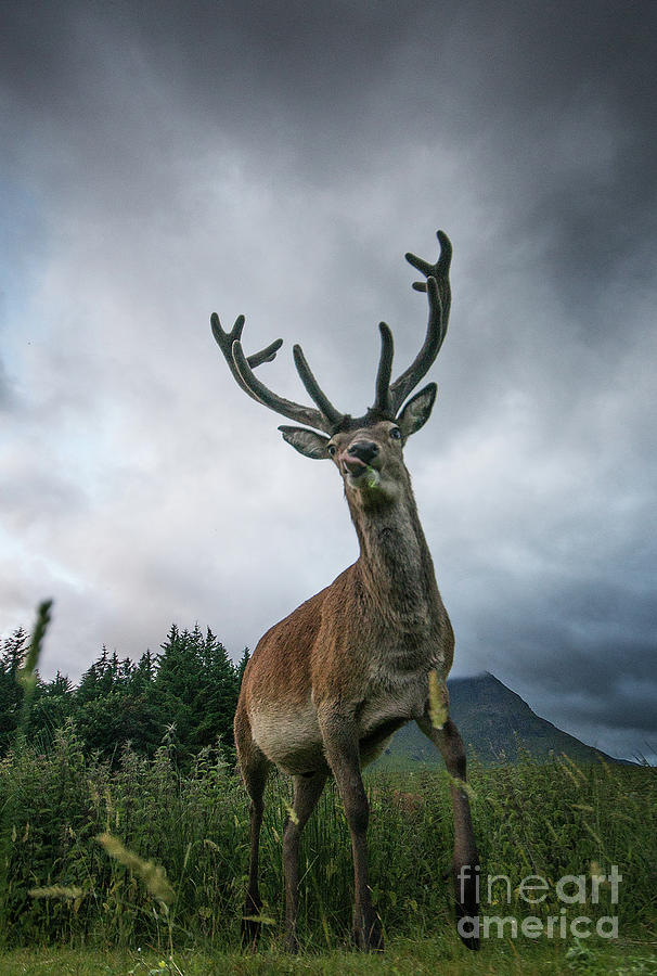 Deer Photograph - Scottish Highland Stag #2 by Keith Thorburn LRPS EFIAP CPAGB