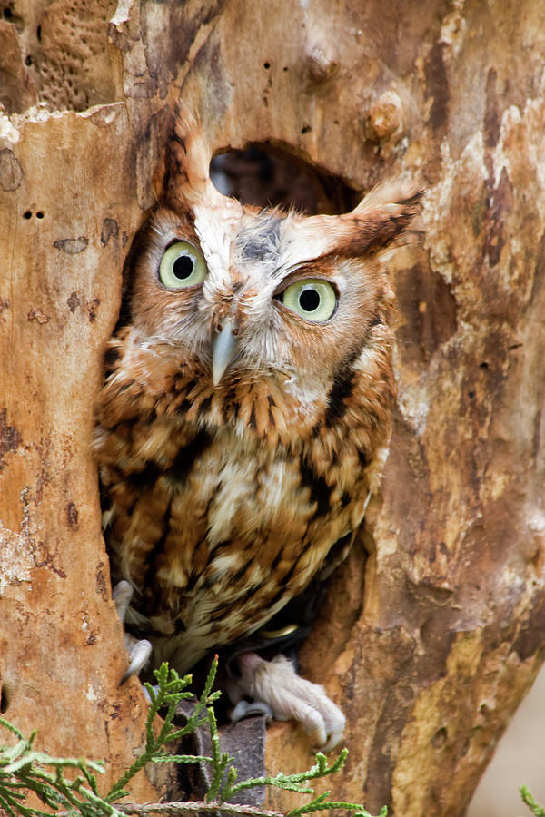Screech Owl Photograph