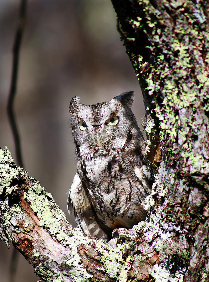 Screech owl #2 Photograph by SC Shank