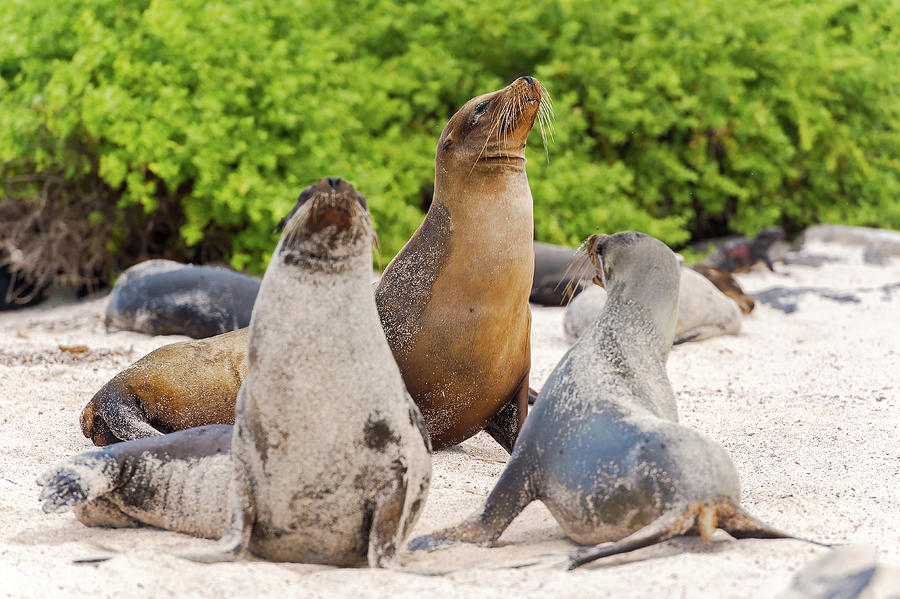 Sea Lion In Galapagos Islands Photograph By Marek Poplawski - Fine Art 