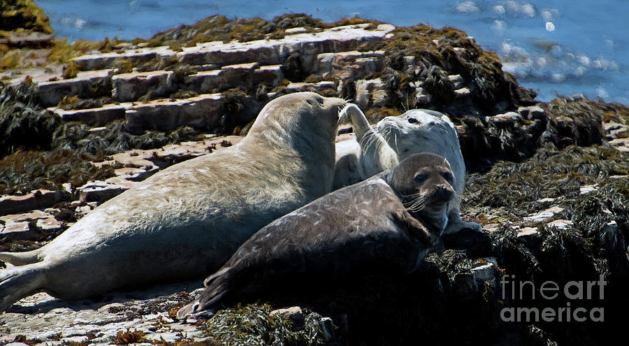 Sea Lions at Sea Lion Cove State Marine Conservation Area Photograph by