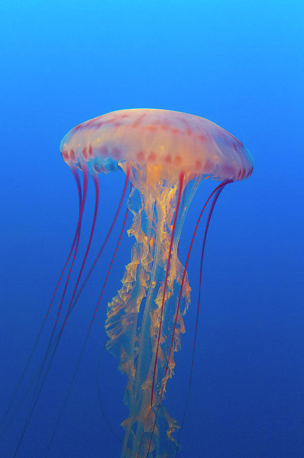 Sea Nettle Photograph by Brian Knott Photography - Fine Art America