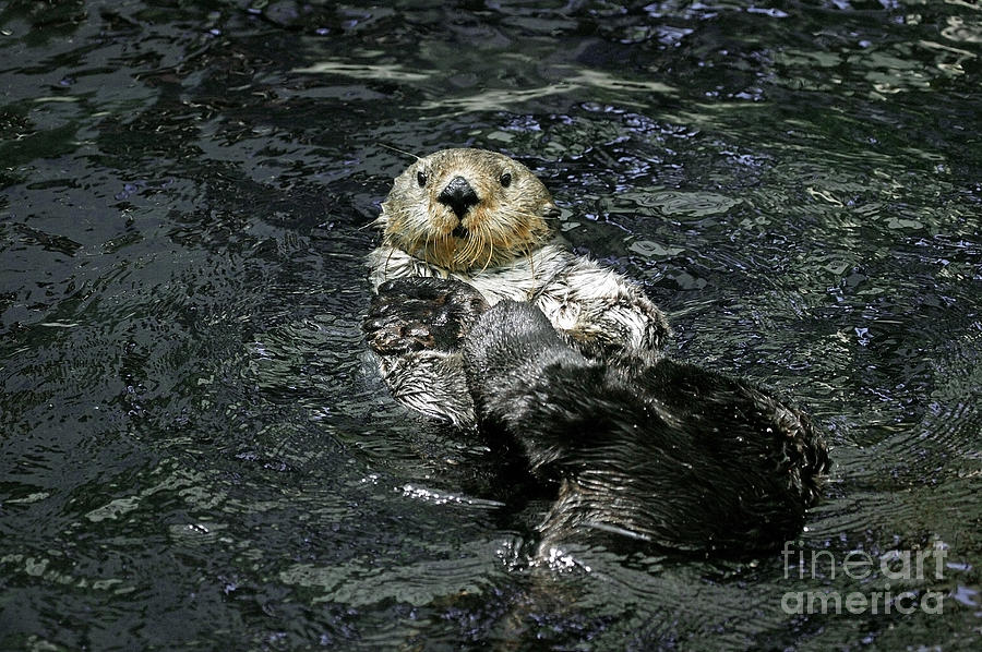 Sea Otter Enhydra Lutris #2 Photograph by Gerard Lacz