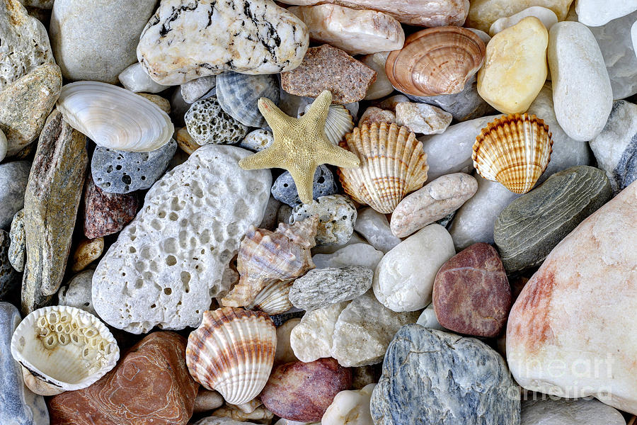 Sea Pebbles With Shells And Starfish #2 Photograph by Michal Boubin