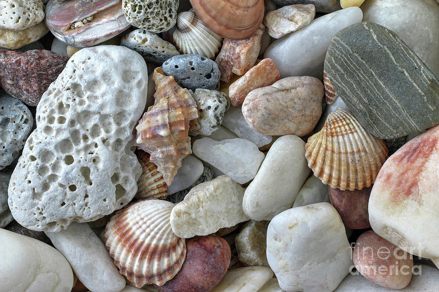Sea Pebbles With Shells #2 Photograph by Michal Boubin