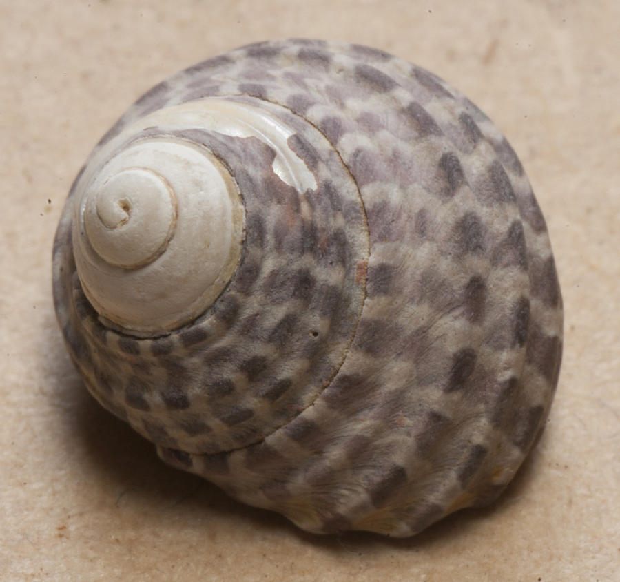 Sea shell #2 Photograph by Masami Iida