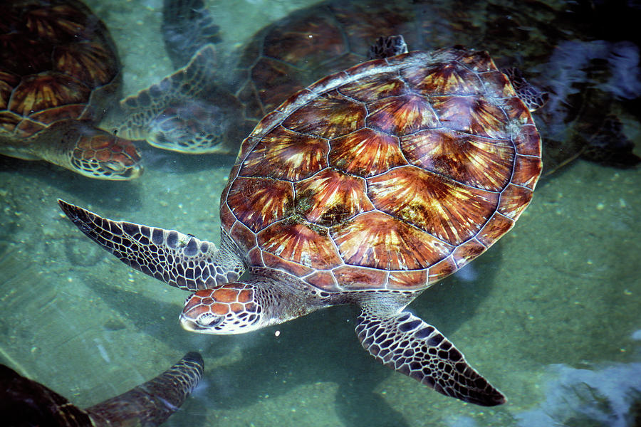 Sea Turtle Hospital Photograph By Carl Purcell - Fine Art America