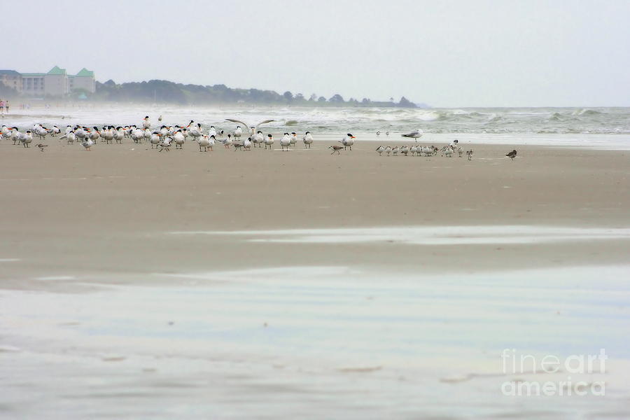 Seabirds on Hilton Head Shoreline #1 Photograph by Angela Rath
