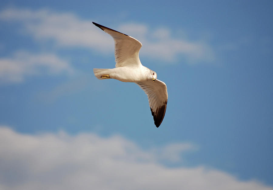 2- Seagull Photograph by Joseph Keane