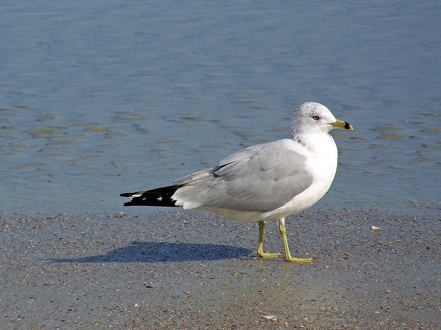 Seagull Photograph - Seagull on the Beach #2 by Patricia Clark Taylor