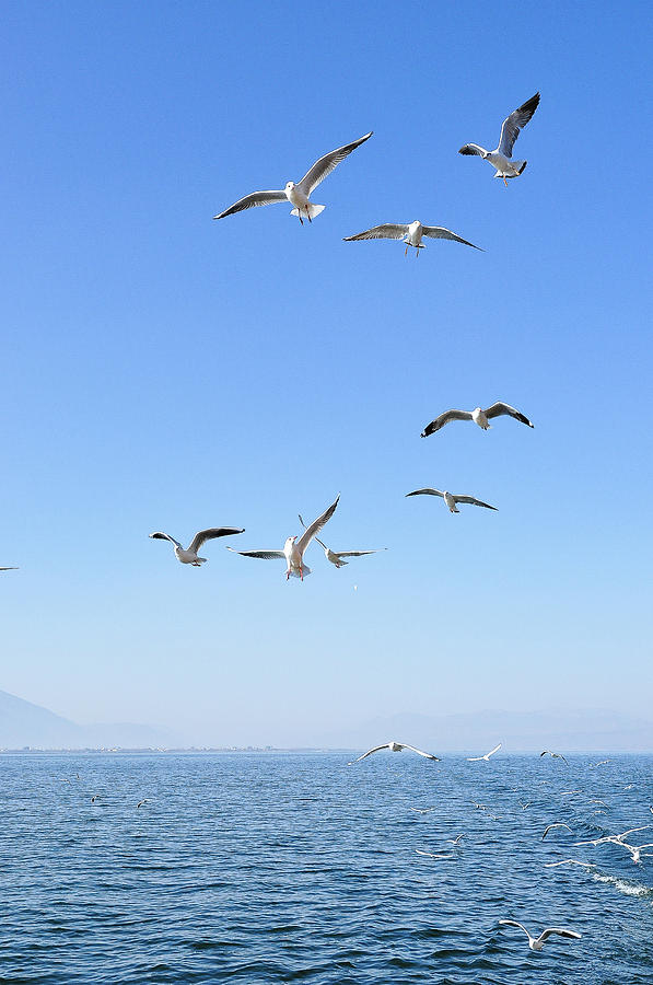 Seagulls above the sea #2 Photograph by Carl Ning