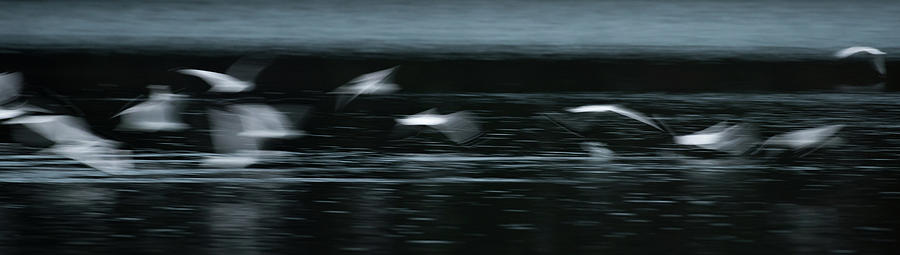 Nature Photograph - Seagulls Abstract #2 by Clifford Pugliese