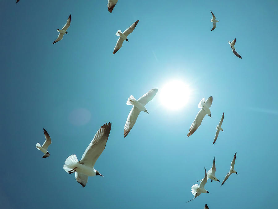 Seagulls Flying In The Sunny Sky #2 Photograph by Alex Grichenko