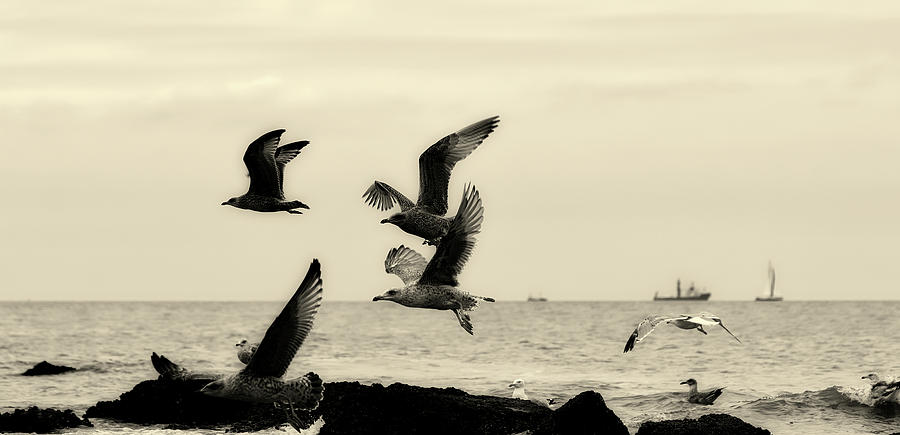 Seagulls Over The North Sea #2 Photograph by Mountain Dreams