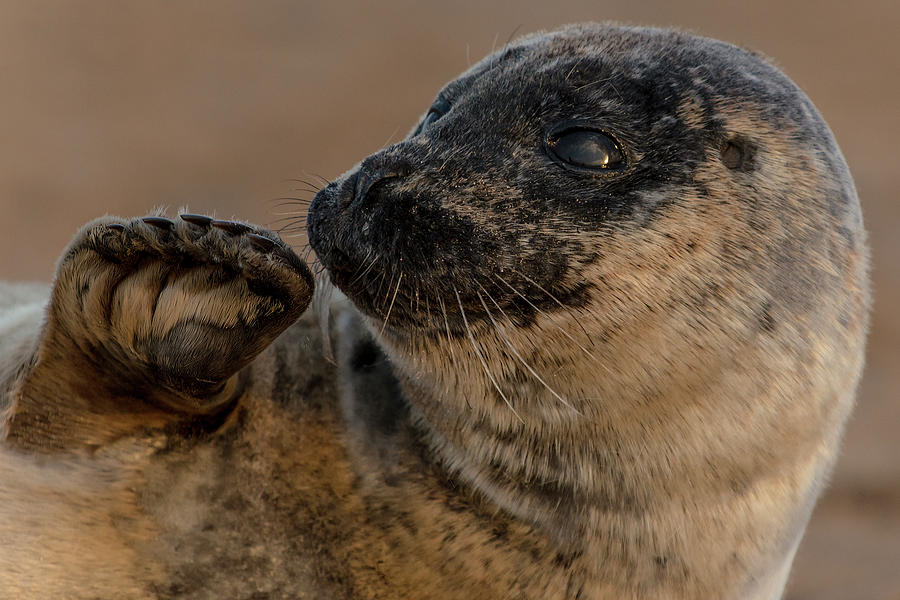 Seal Photograph