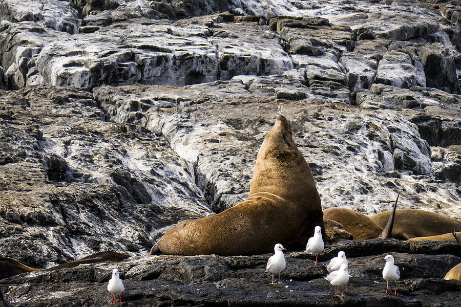Seals - Montague Island - Australia #2 Photograph by Steven Ralser