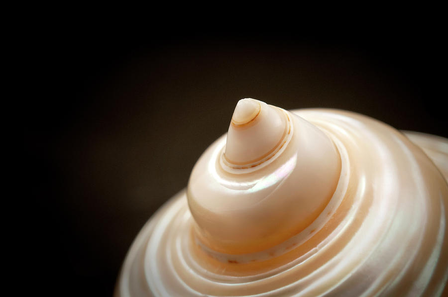 Still Life Photograph - Seashell #3 by Fabrizio Troiani