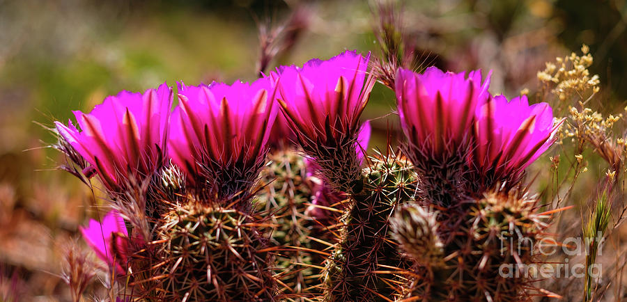 Sedona Cactus Flower Photograph by Raul Rodriguez