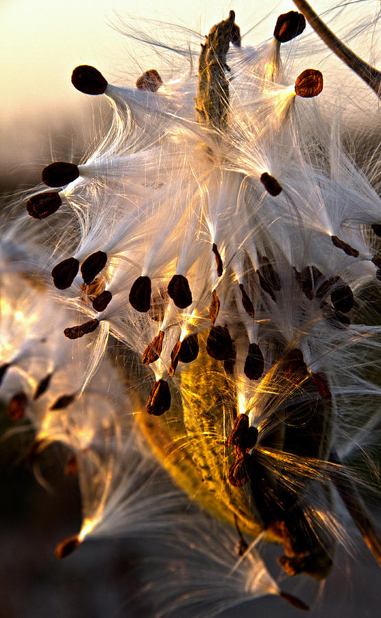 Seeds #2 Photograph by Phil Koch