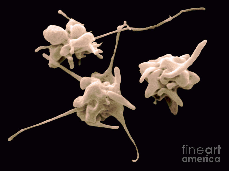 Platelets Photograph - Sem Of Platelets #2 by Scimat