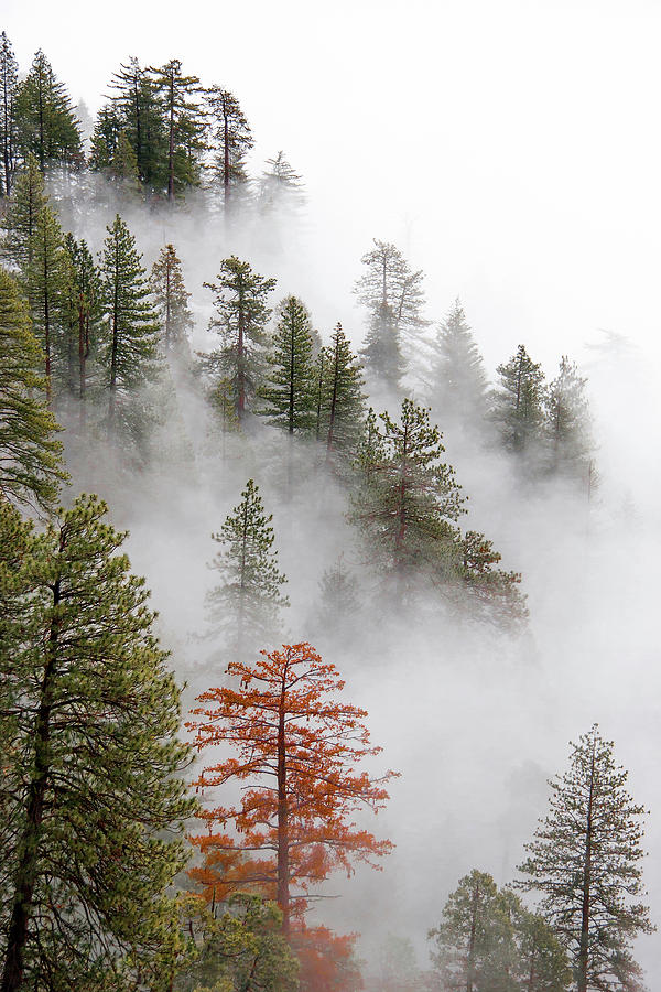 Sequoia Fog #2 Photograph by Michael Just
