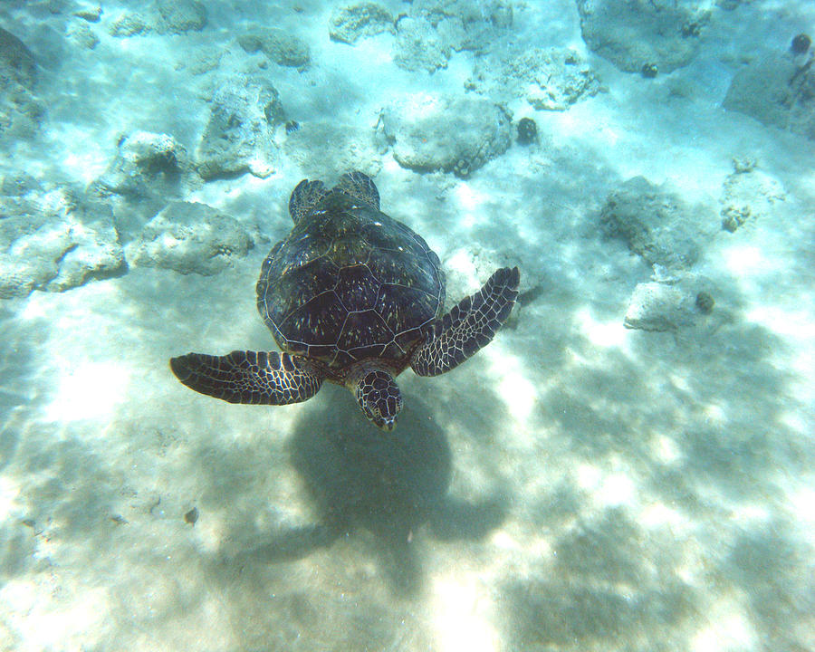 seaturtle triatholon