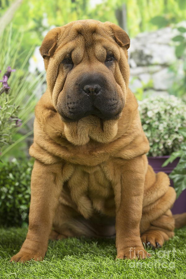 Shar Pei Dog puppy Photograph by Mary 